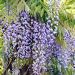 Wisteria floribunda 'Blue' 1l (Glicynia kwiecista)